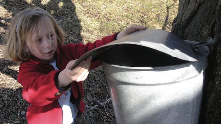Maple Sugaring at Merck Forest & Farmland Center