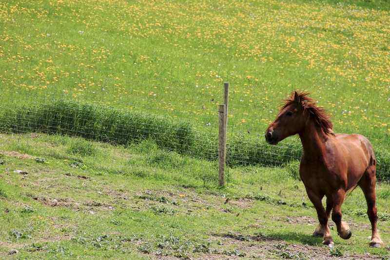 Horse at Merck Forest & Farmland Center