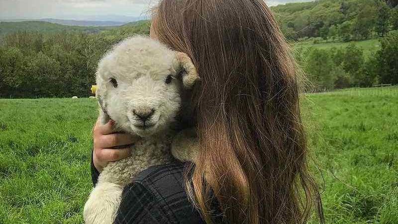 Lamb at Merck Forest