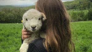 Read more about the stories of Dorset, Vermont like Finn the lamb from Merck Forest & Farmland Center