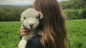 Finn the lamb at Merck Forest & Farmland Center