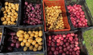 Don't miss the chance to taste Vermont's renowned, fresh, locally grown produce and artisanal foods including potatoes fresh from the farm.