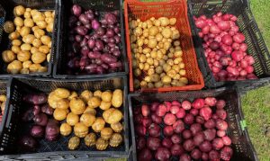 dorset farmers market