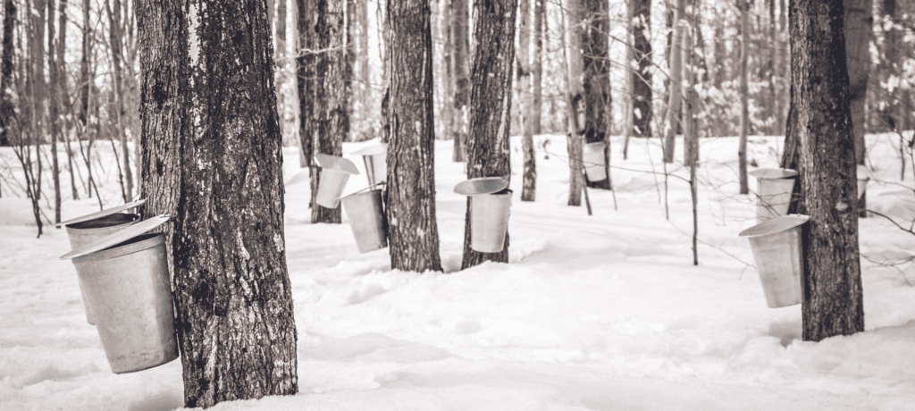 Vermont has a long standing history of being the highest producing state of maple syrup and many maple farms have been in the same family for generations. Join us and experience today!