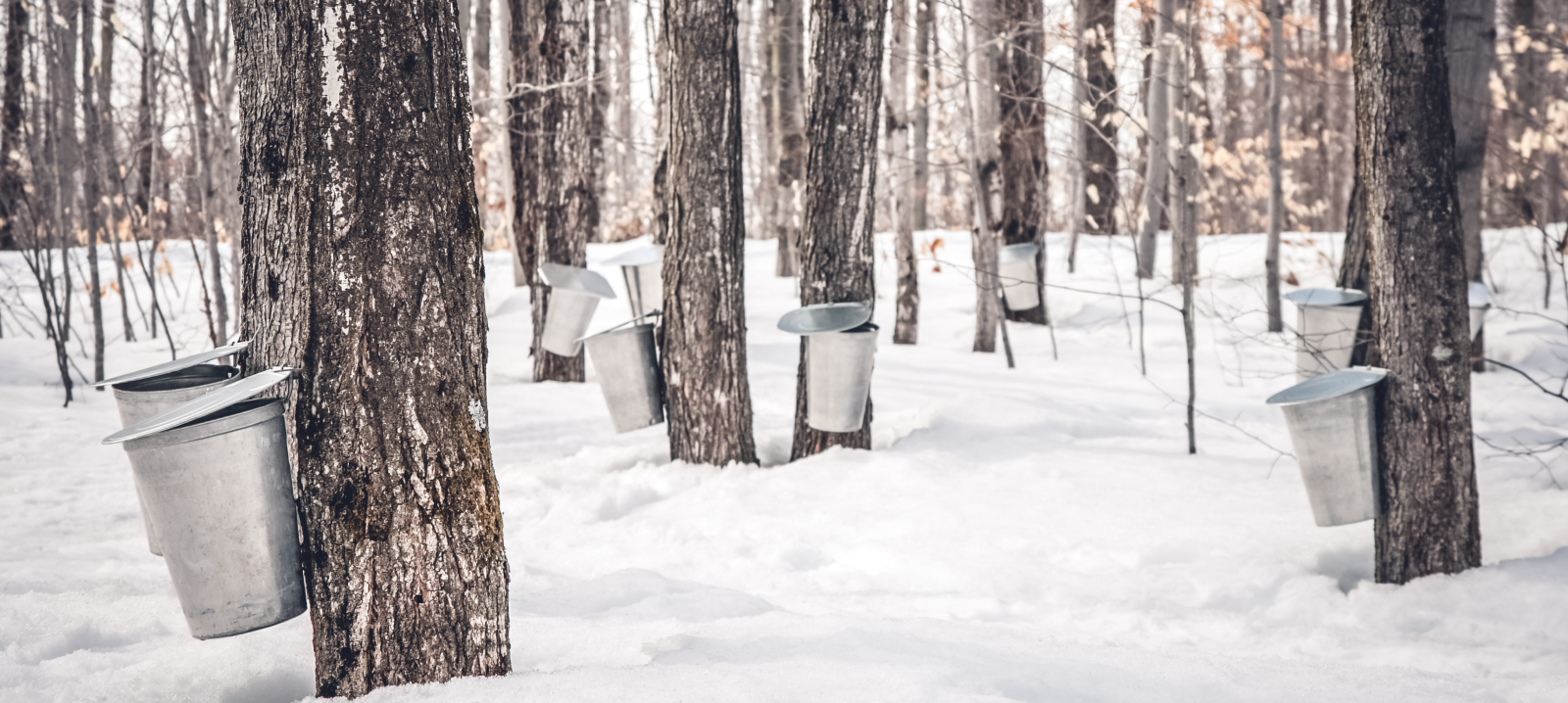 Vermont has a long standing history of being the highest producing state of maple syrup and many maple farms have been in the same family for generations. Join us and experience today!
